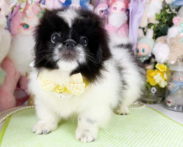 ペキニーズの写真2