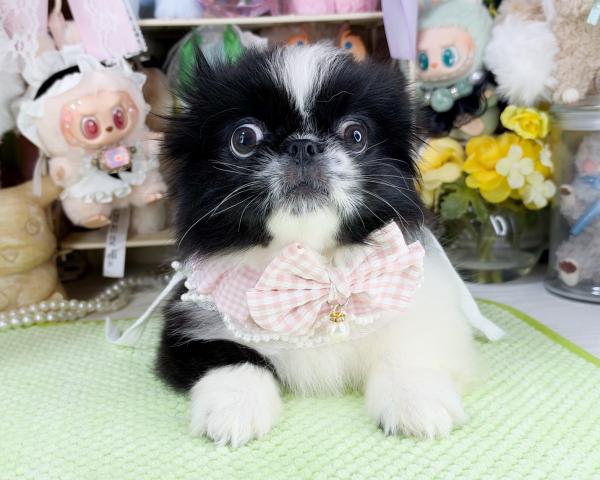 ペキニーズの写真2