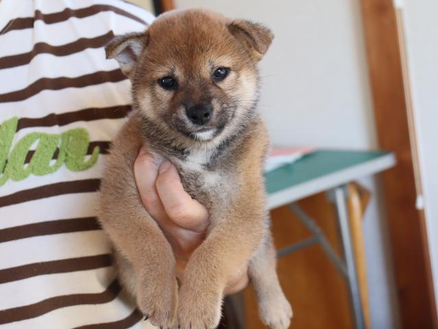 柴犬の写真5