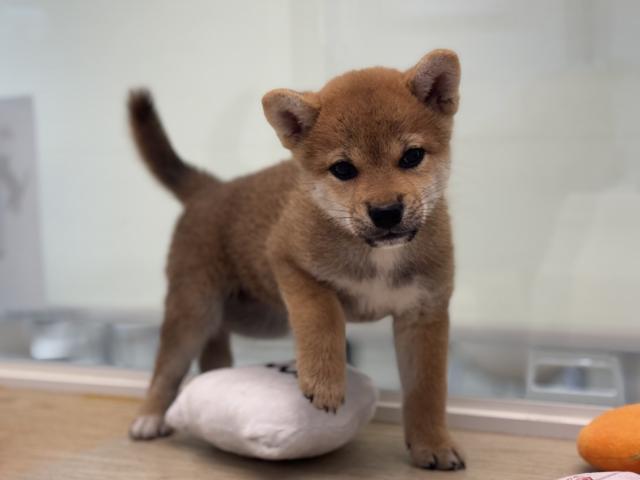 柴犬の写真2