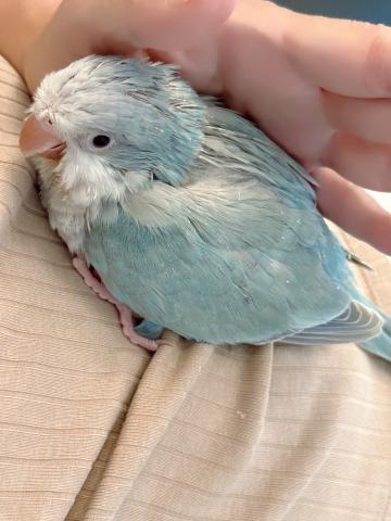 オキナインコの写真3