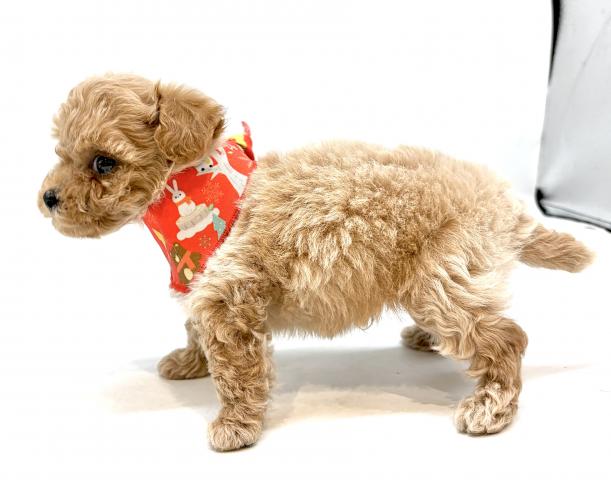 MIX犬（ビションフリーゼ×トイプードル）の写真2