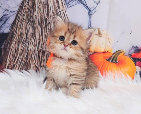 サイベリアン🍫トリュフちゃん♡くりくりおめめのヘーゼルアイの写真3