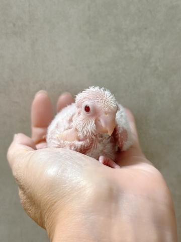 オキナインコ
