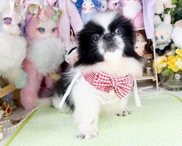 ペキニーズの写真3