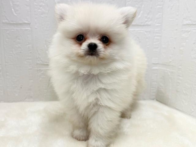 MIX