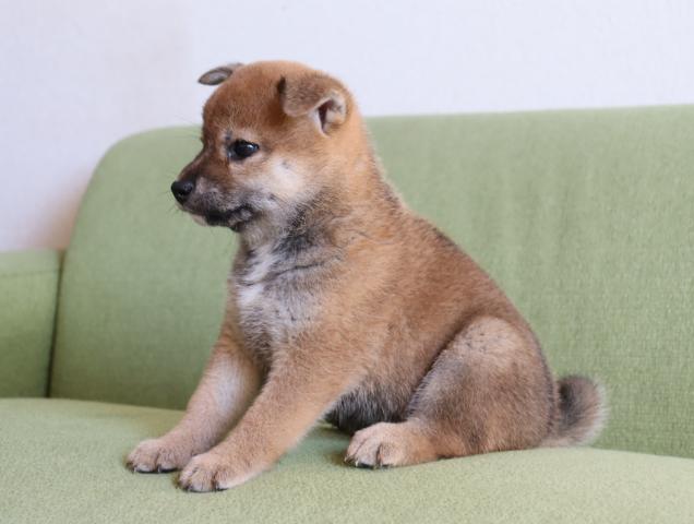 柴犬の写真2
