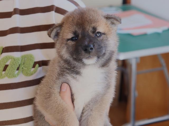 柴犬の写真6