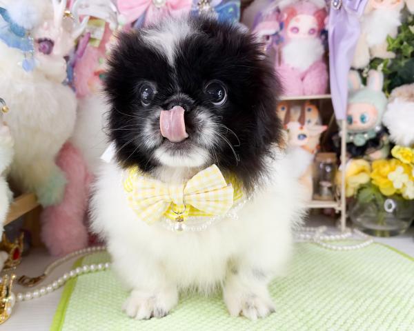 ペキニーズの写真3
