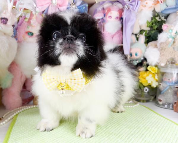 ペキニーズの写真5
