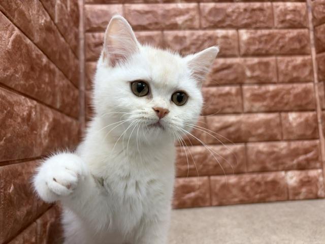 ブリティッシュショートヘアの写真5