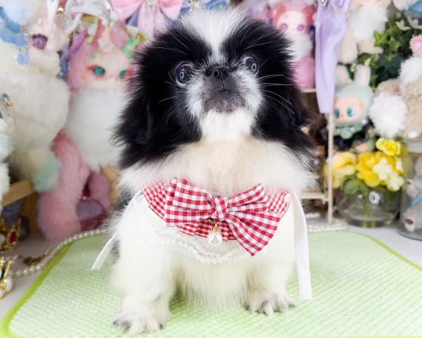 ペキニーズの写真2