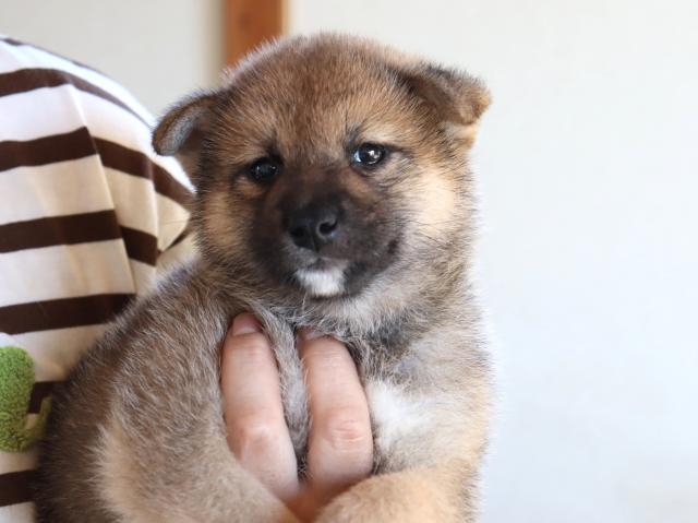 柴犬の写真2