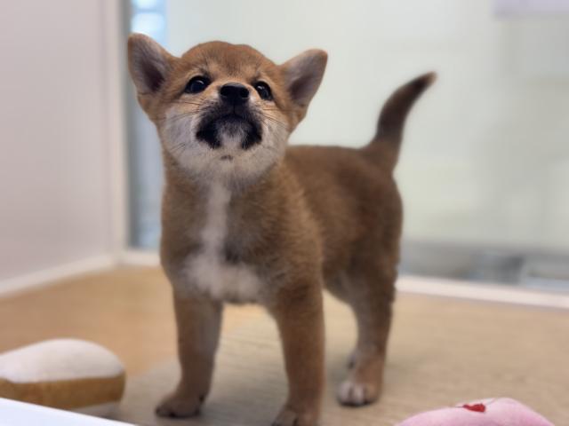 柴犬