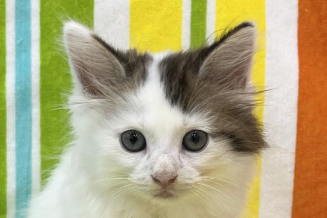 ノルウェージャンフォレストキャットの写真2