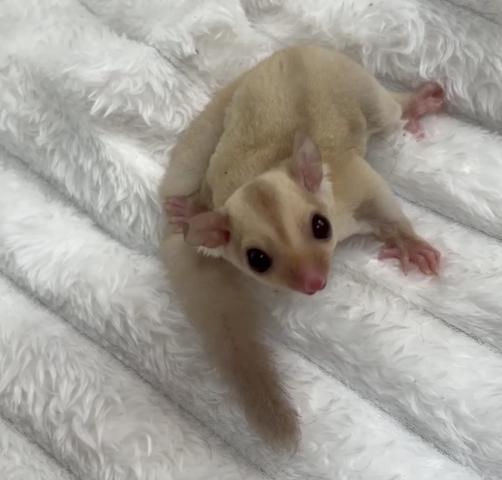 フクロモモンガ クリミノの写真3