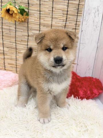 柴犬の写真2