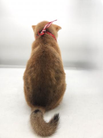 柴犬の写真4