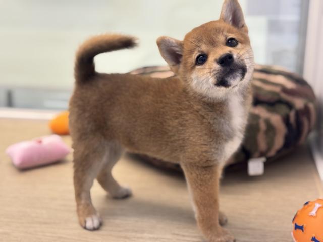 柴犬の写真4