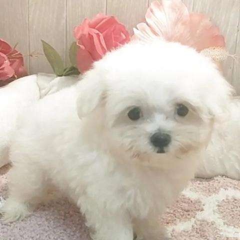 マルチーズ