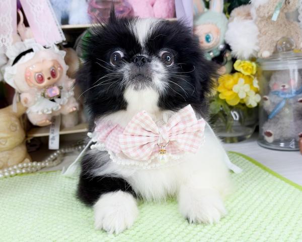 ペキニーズの写真4