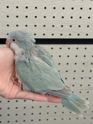 オキナインコの写真2