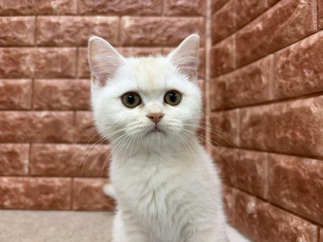 ブリティッシュショートヘア
