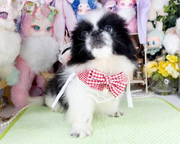 ペキニーズの写真6
