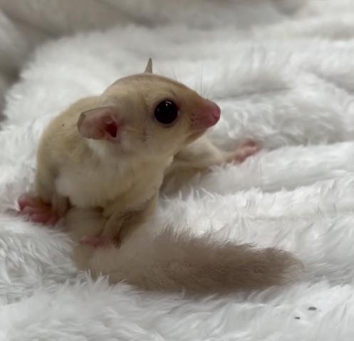 フクロモモンガ クリミノの写真2