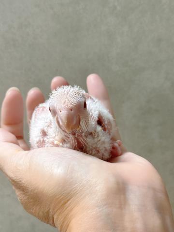 オキナインコの写真3