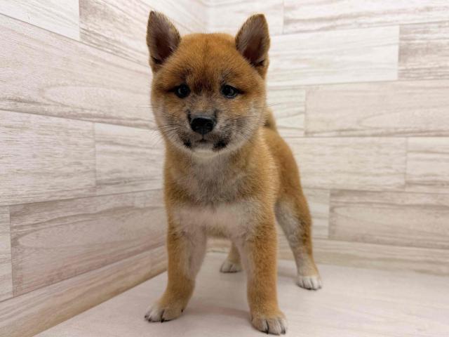 柴犬の写真3
