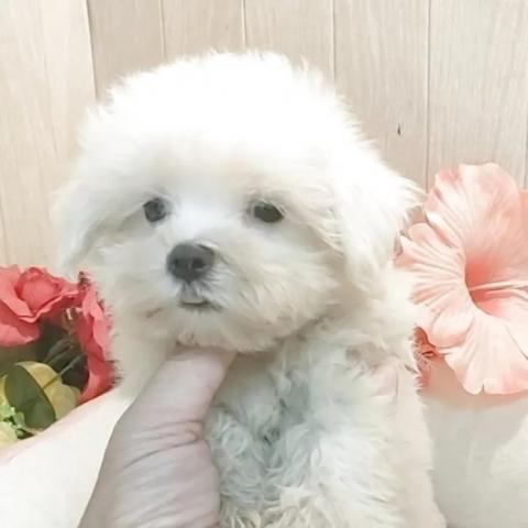 マルチーズ