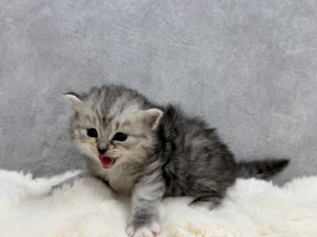 サイベリアンの写真4