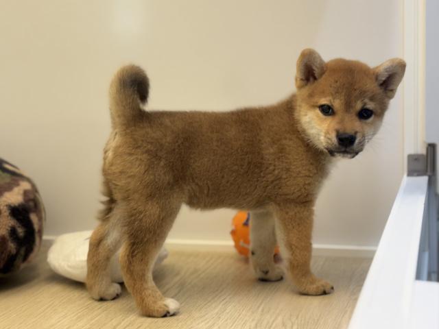 柴犬の写真5