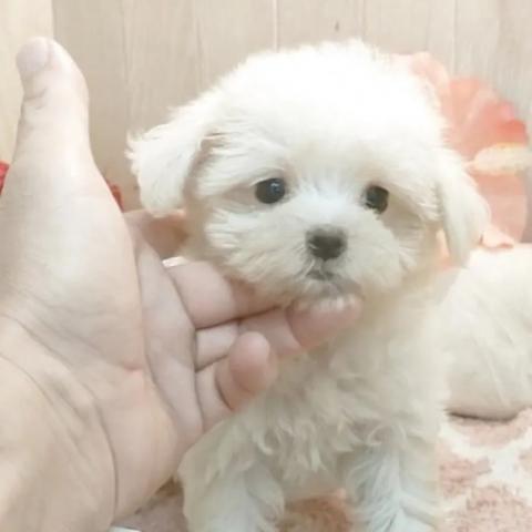 マルチーズ