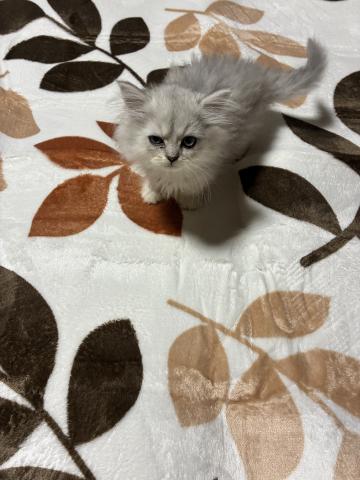 ペルシャ・ヒマラヤンの写真2