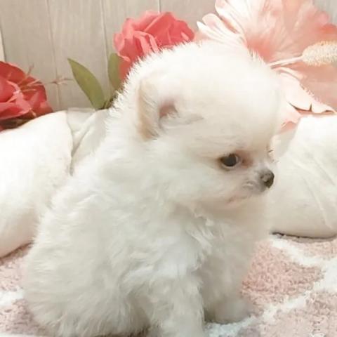 ポメラニアンの写真4
