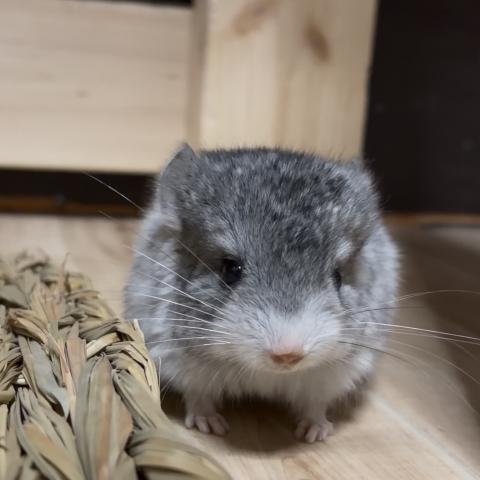 チンチラ（エクストリームモザイク）