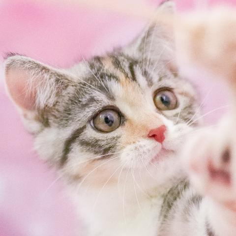 マンチカンの写真2
