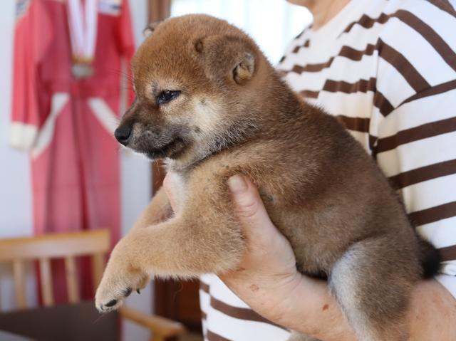 柴犬の写真4