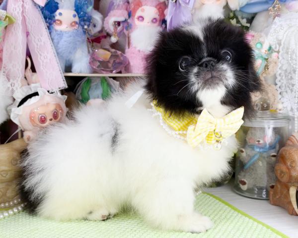ペキニーズの写真6