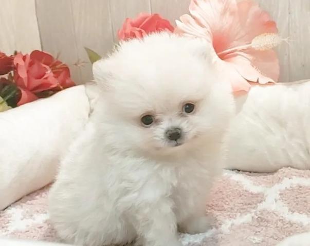 ポメラニアンの写真2