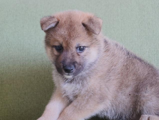 柴犬の写真5