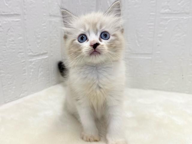 ラグドールの写真2