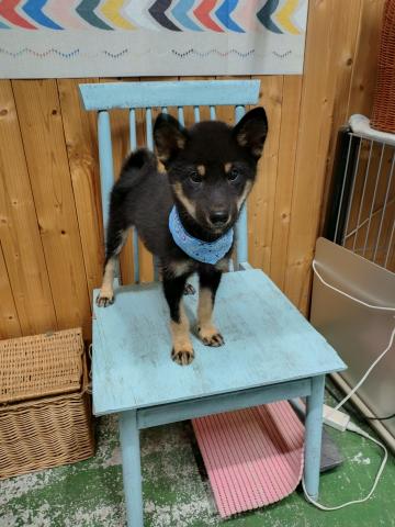 柴犬の写真5
