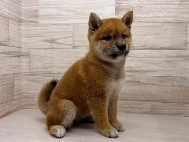 柴犬の写真2
