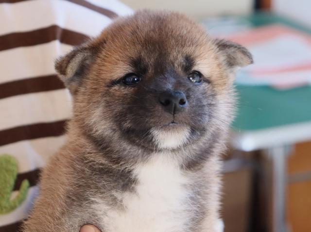 柴犬の写真3