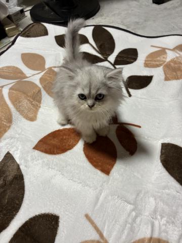 ペルシャ・ヒマラヤン