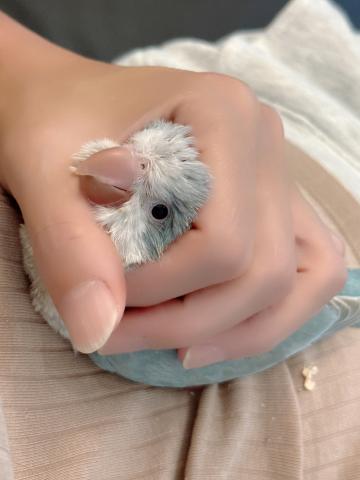 オキナインコの写真4