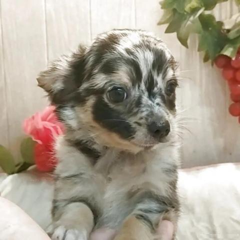 チワワ(ロング)